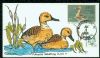 DC. Washington Dist of Columbia  Duck Stamps United States and Worldwide Postal History